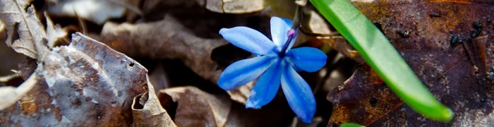 blue-flower.jpg